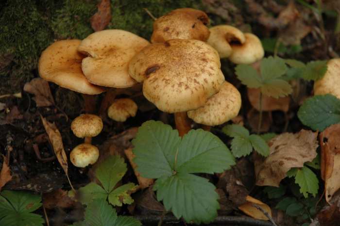 Чешуйчатка ольховая pholiota alnicola