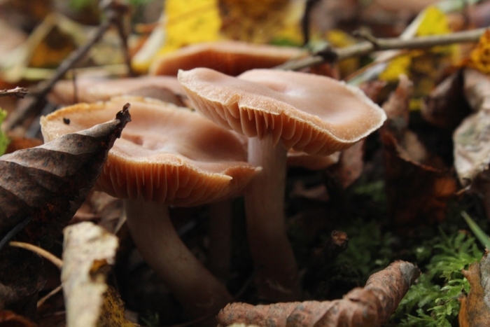 Грибы подмосковья