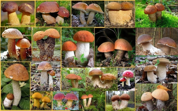 Разные грибы