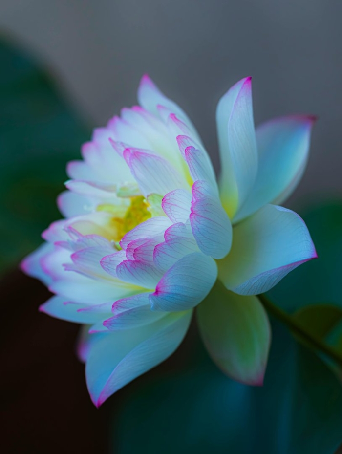 Священный цветок