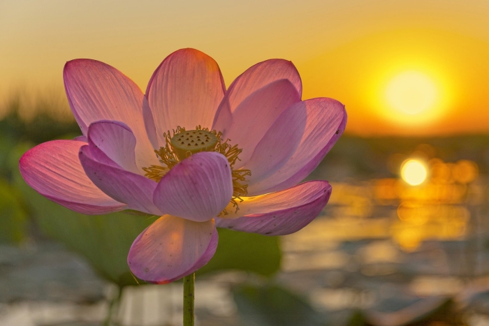 Лотос орехоносный nelumbo nucifera