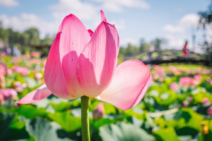 Липовка озеро лотосов