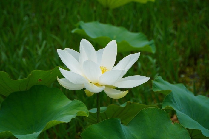 Белый лотос nymphaea lotus