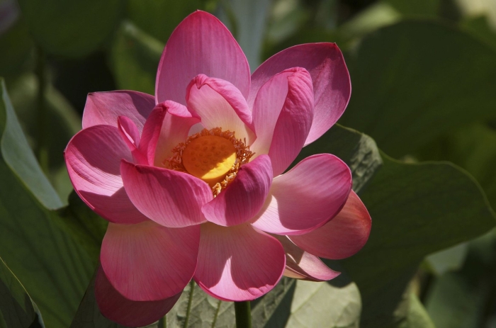 Лотос орехоносный nelumbo nucifera