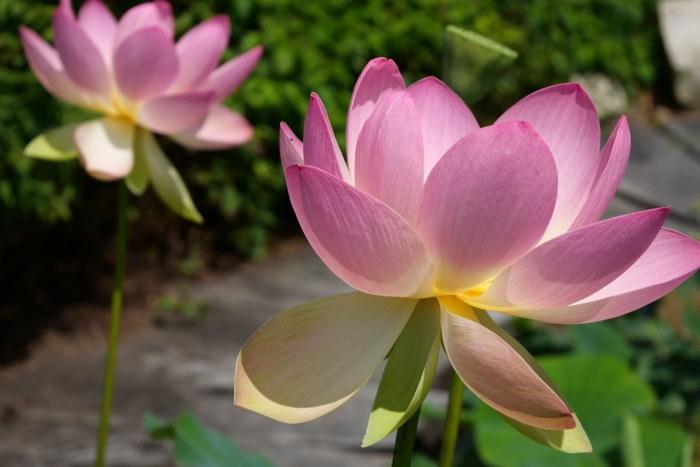 Орехоносный лотос