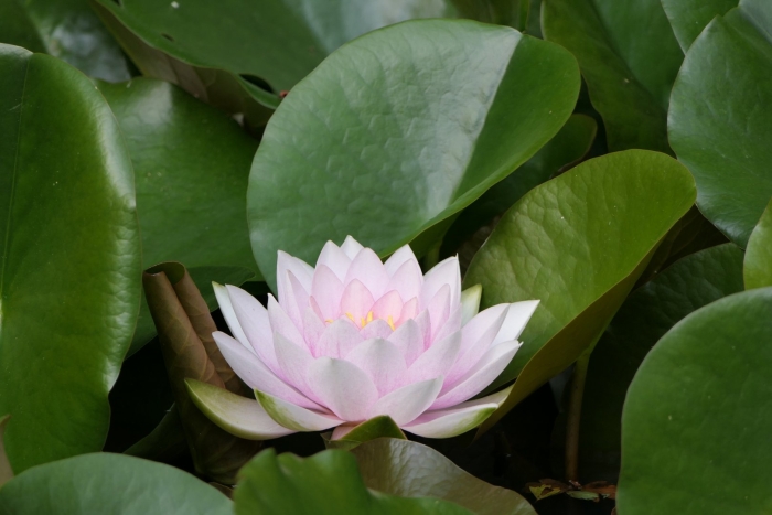 Водяная лилия кувшинка