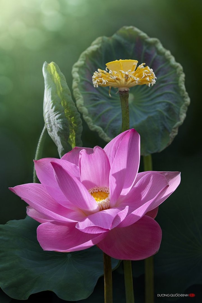 Лотус фловер