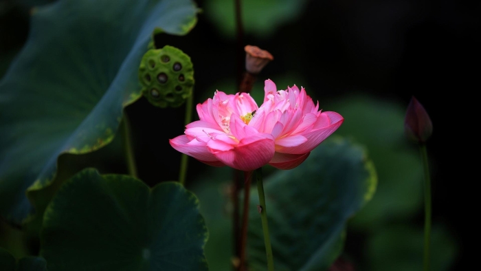 Индийский лотос цветок