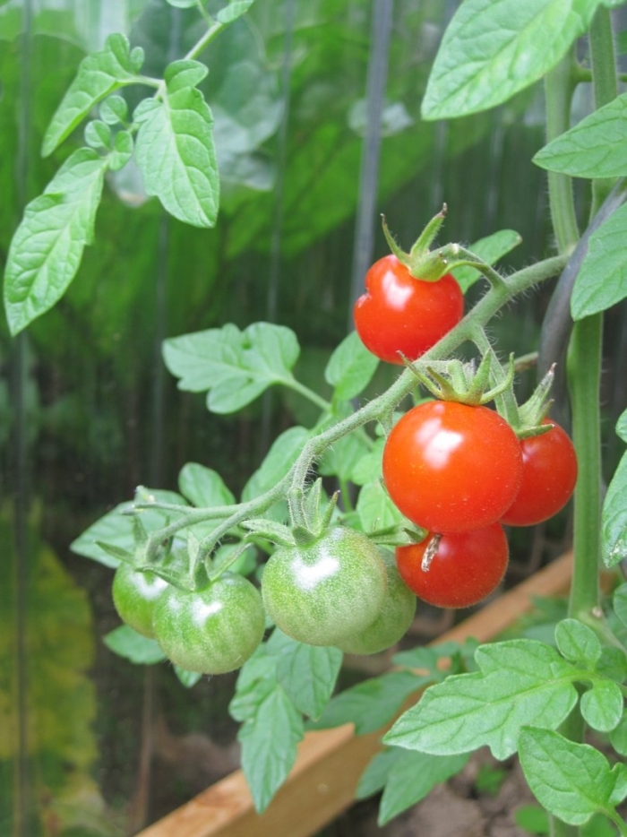 Сорт помидор