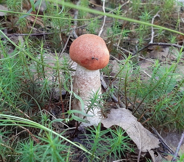 Бледный подосиновик