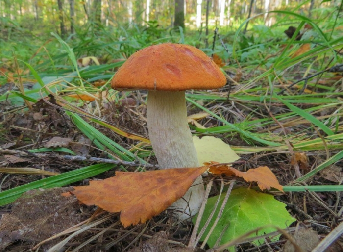 Гриб красноголовик
