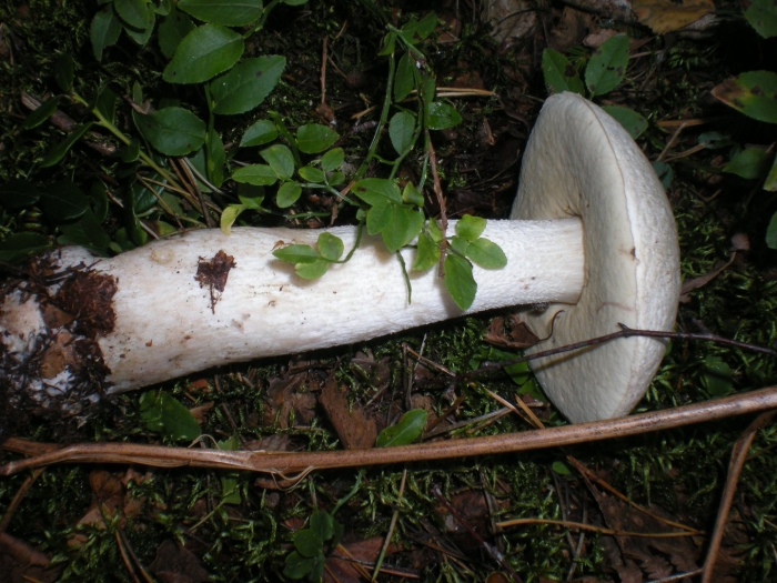 Leccinum albostipitatum