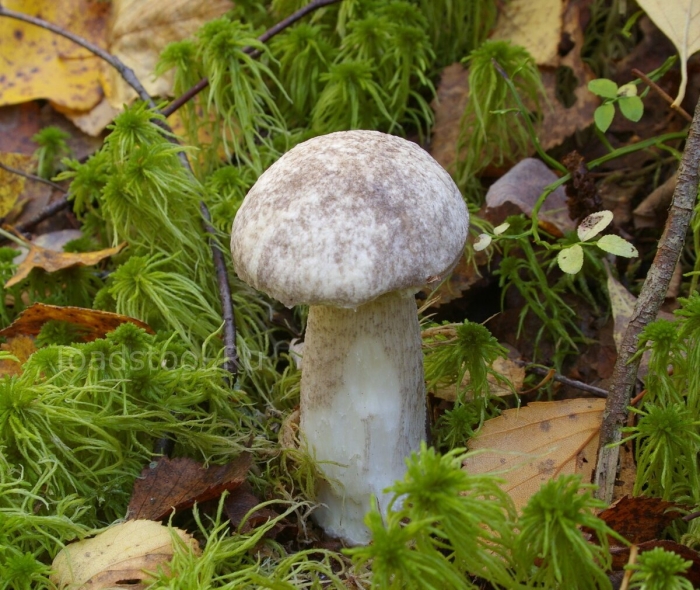 Подберезовик болотный leccinum holopus