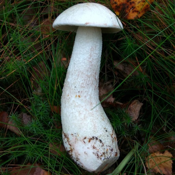 Подосиновик альбинос