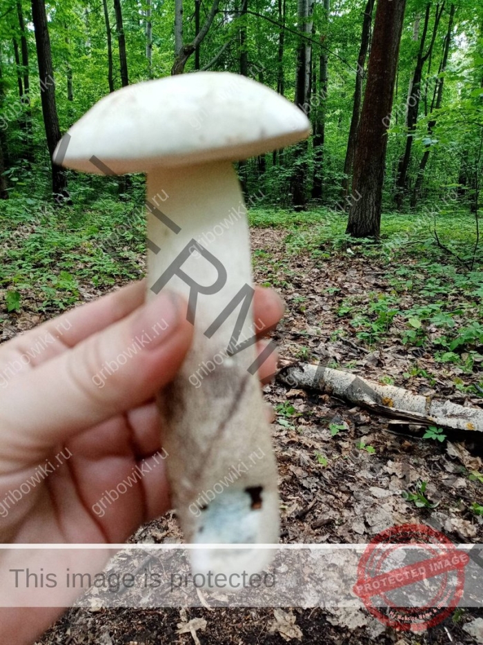Белый болотный подберезовик