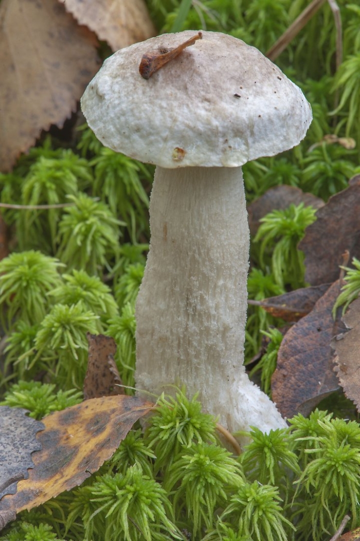 Осиновик белый leccinum percandidum
