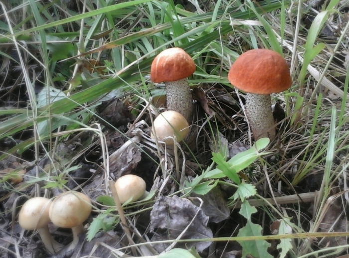 Подосиновик двойник