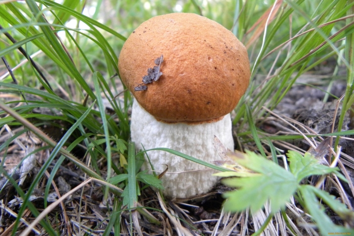 Гриб красноголовик