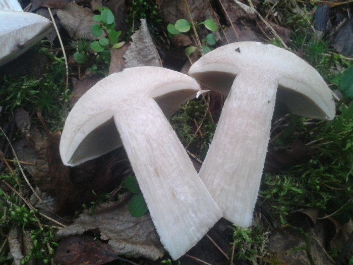 Подосиновик белый