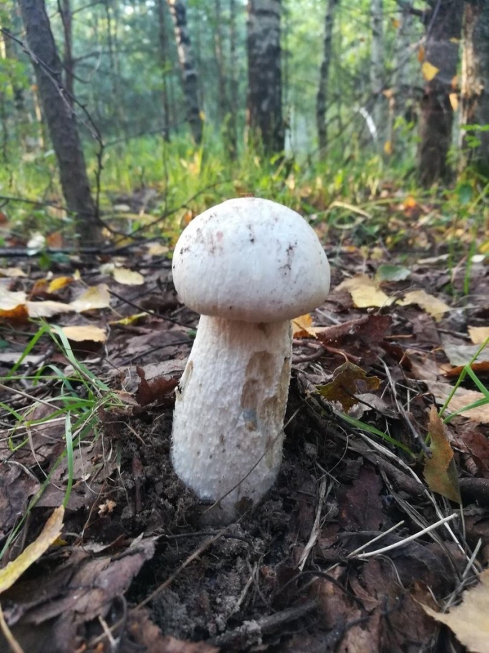 Осиновик подосиновик белый