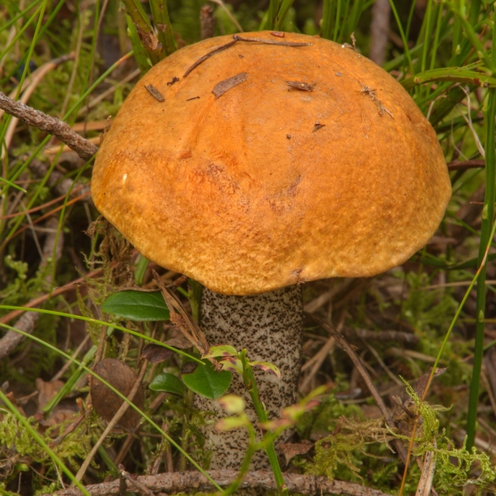 Подосиновик желто бурый