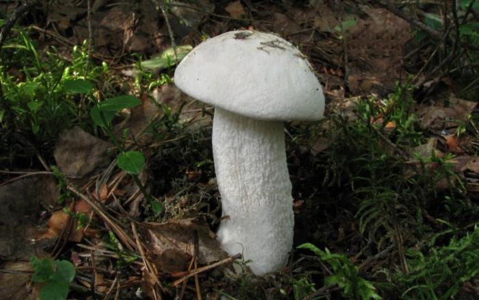 Осиновик белый leccinum percandidum