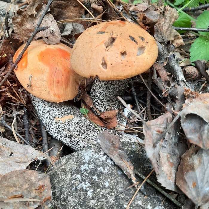 Подосиновики ложный подосиновик