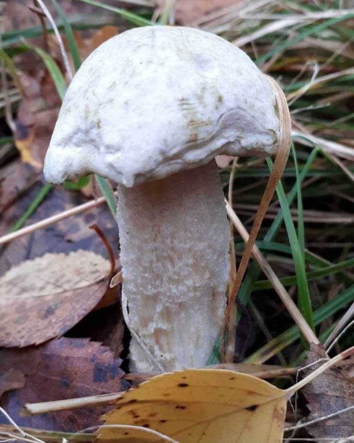 Осиновик подосиновик белый