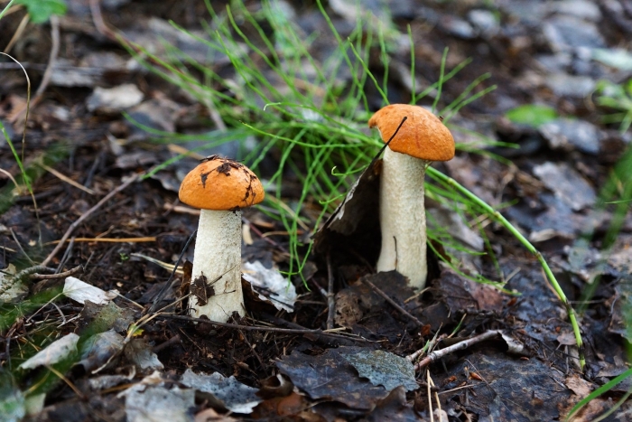 Гриб подосиновик