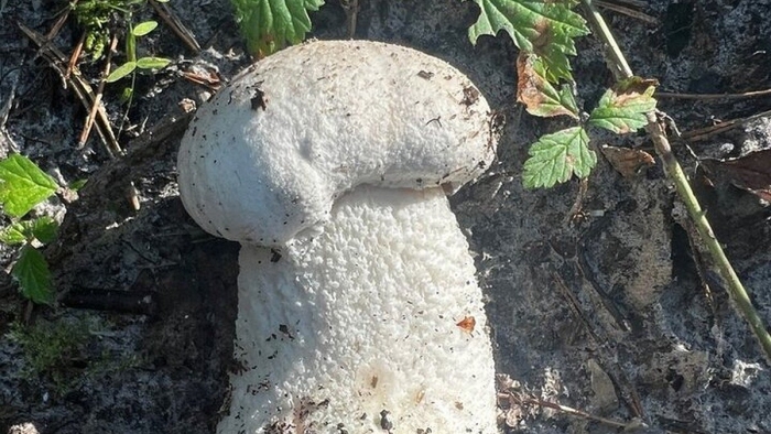 Подосиновик белый (leccinum percandidum)