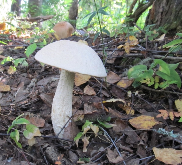 Подберезовик белый болотный