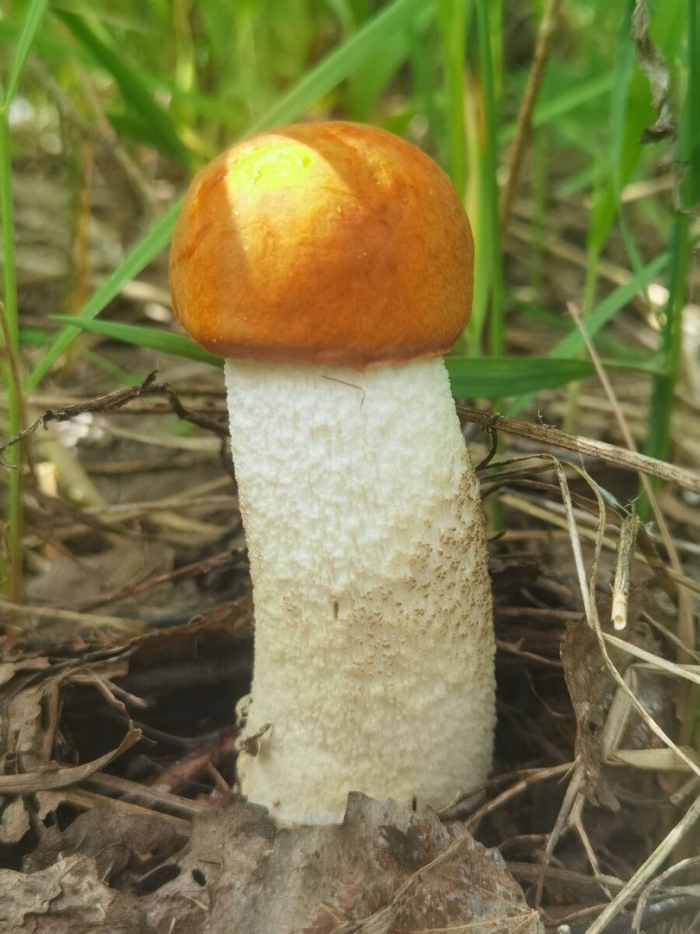 Благородные грибы