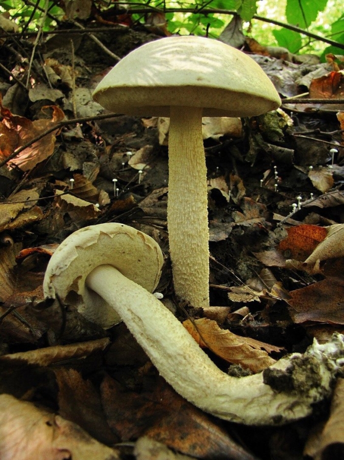 Подберезовик грабовик