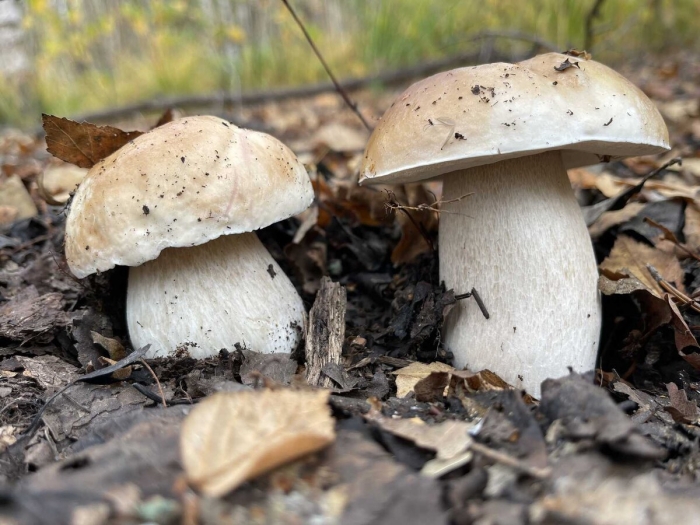 Подосиновик белый