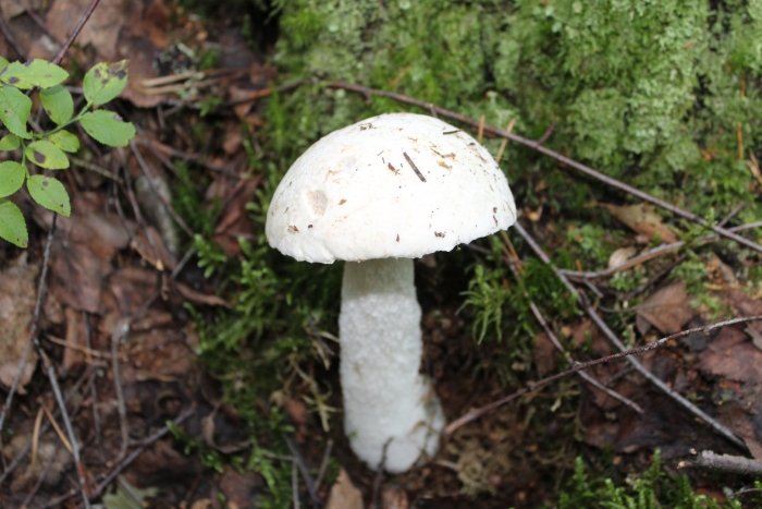 Осиновик подосиновик белый