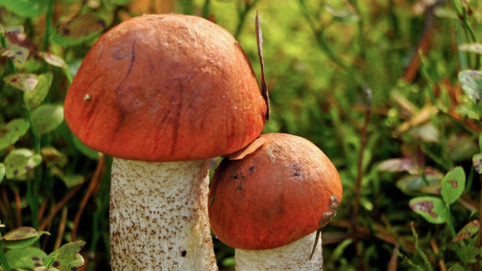 Белопольский гриб