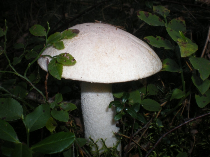 Осиновик белый leccinum percandidum