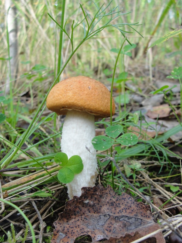 Подосиновик белоножковый