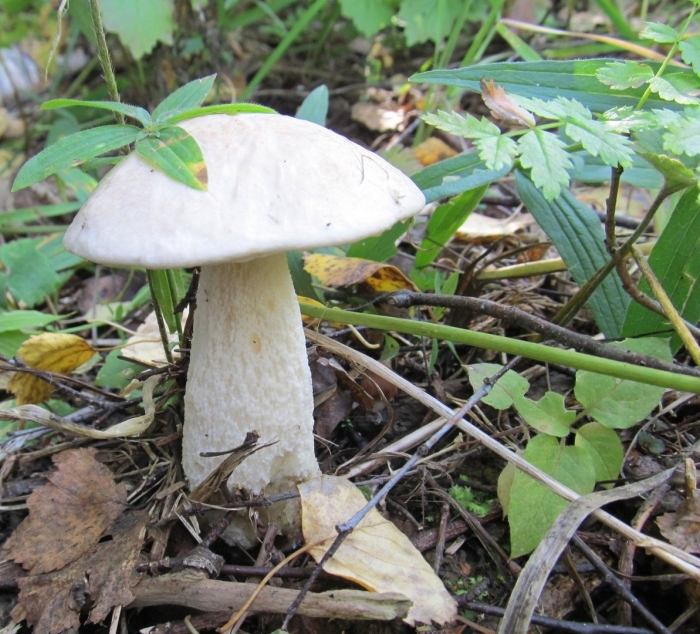 Осиновик белый подосиновик