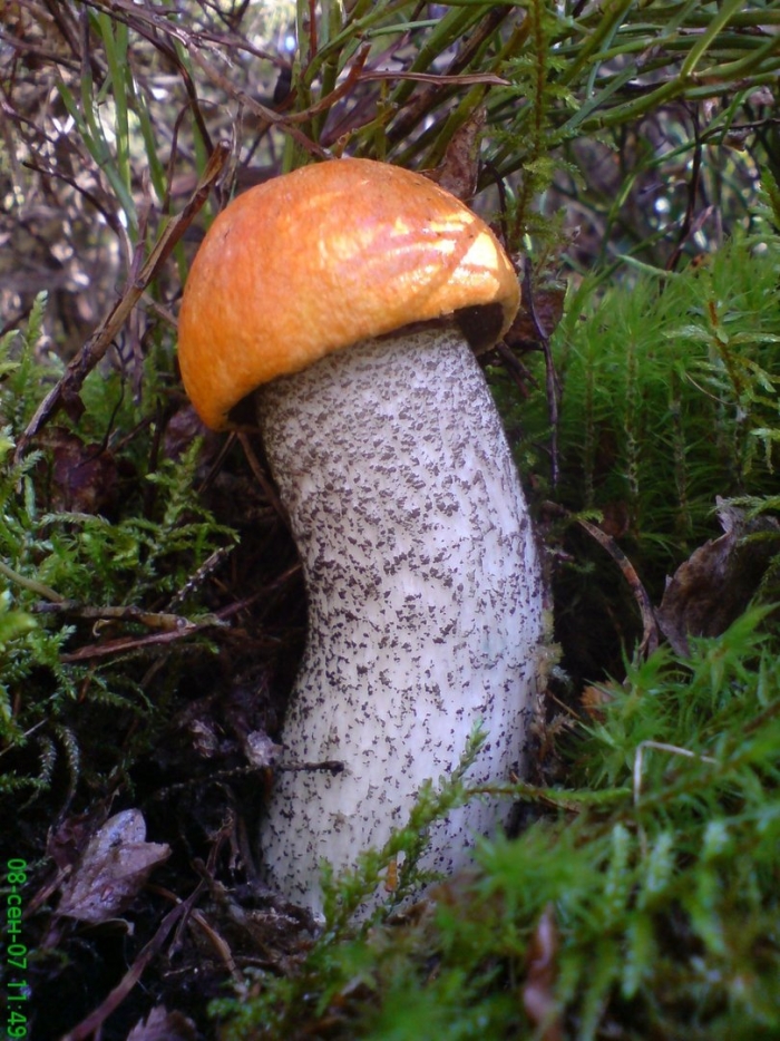 Подосиновик красноголовик