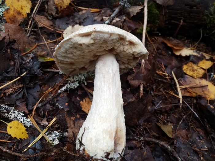 Белый подосиновик