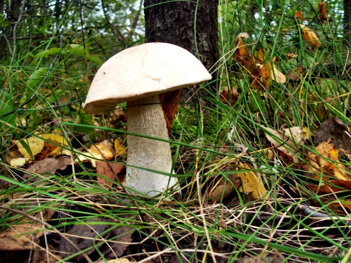 Подберезовик белый