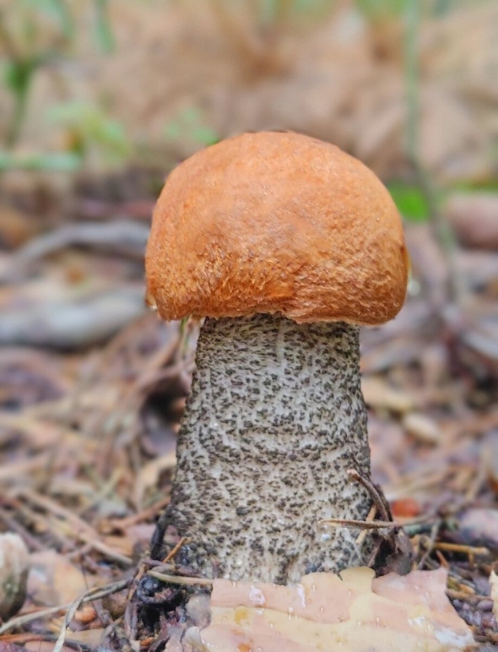 Подосиновик желто бурый