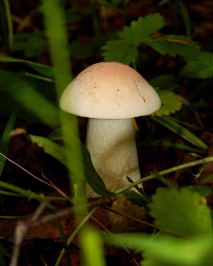 Осиновик белый подосиновик