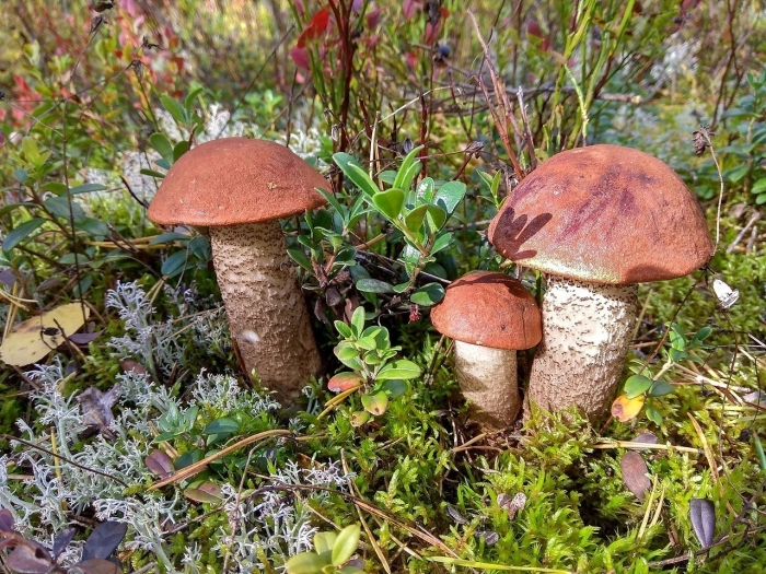 Подберезовик обыкновенный гриб