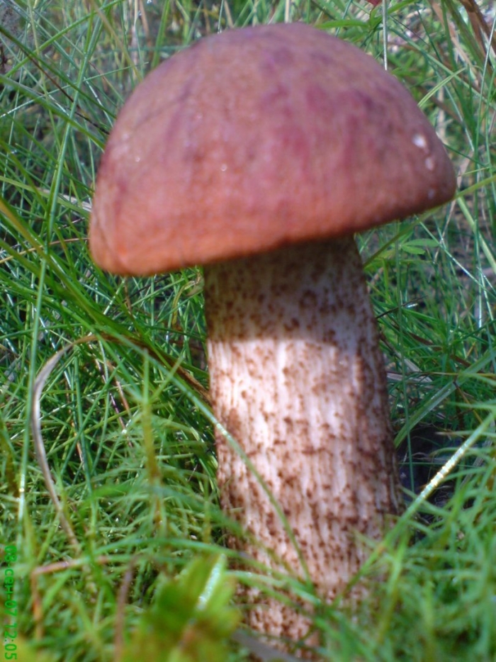 Красный подосиновик
