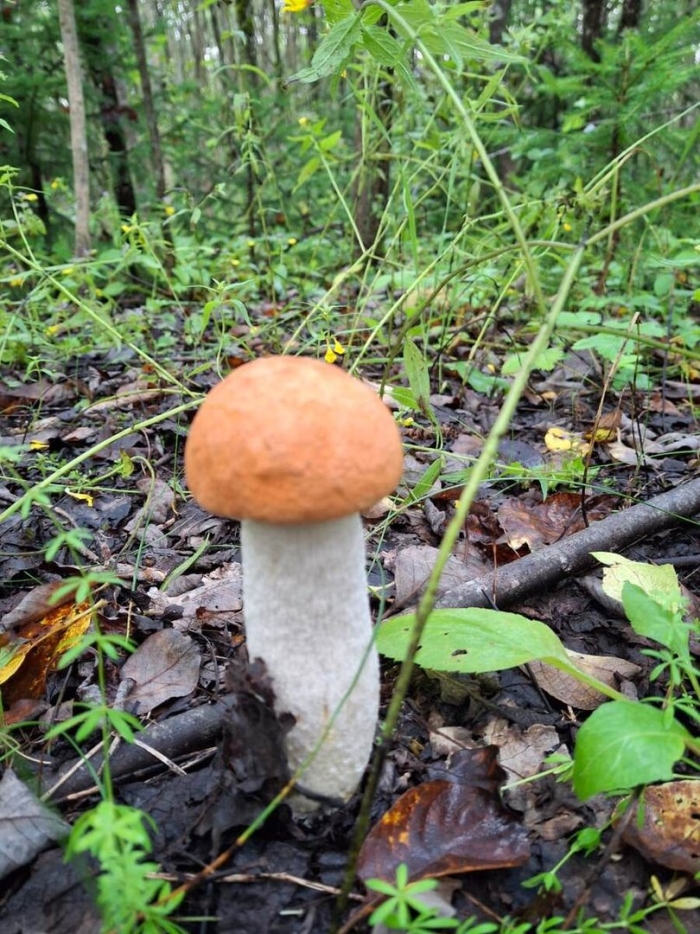 Гриб красноголовик