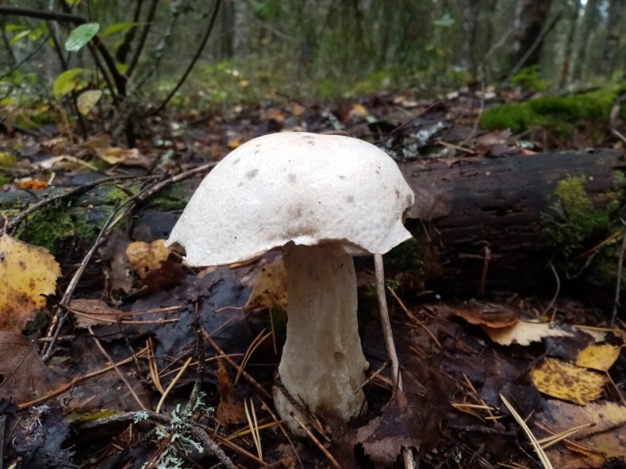 Осиновик подосиновик белый