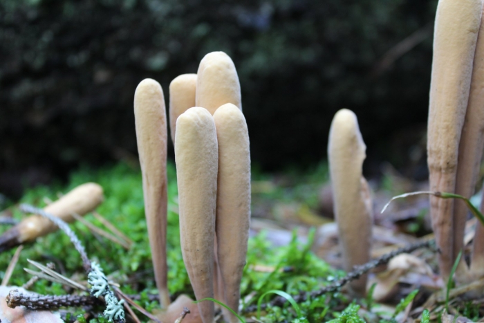 Рогатик булавовидный гриб