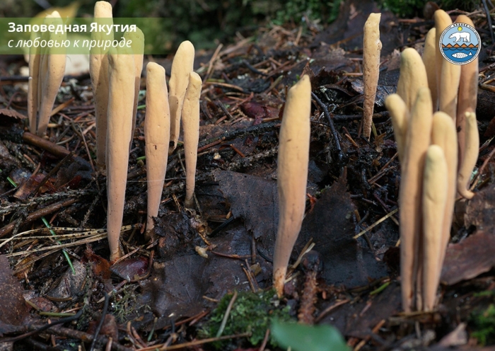 Рогатик язычковый гриб